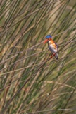 Malachite Kingfisher